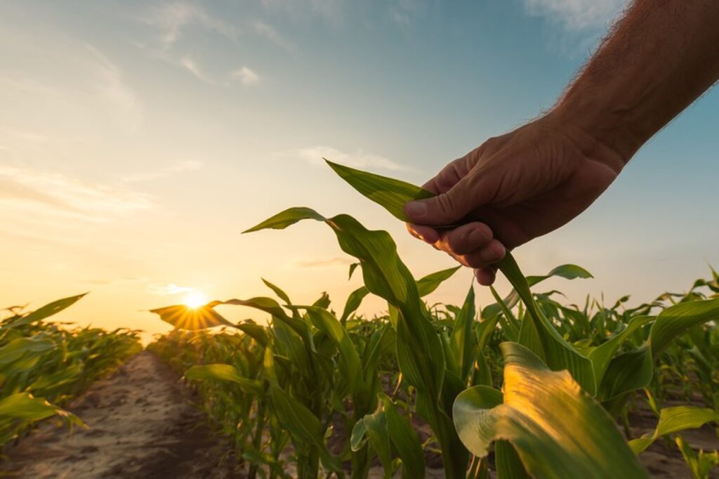 Seguro Rural e importante para o produtor mas cenario e