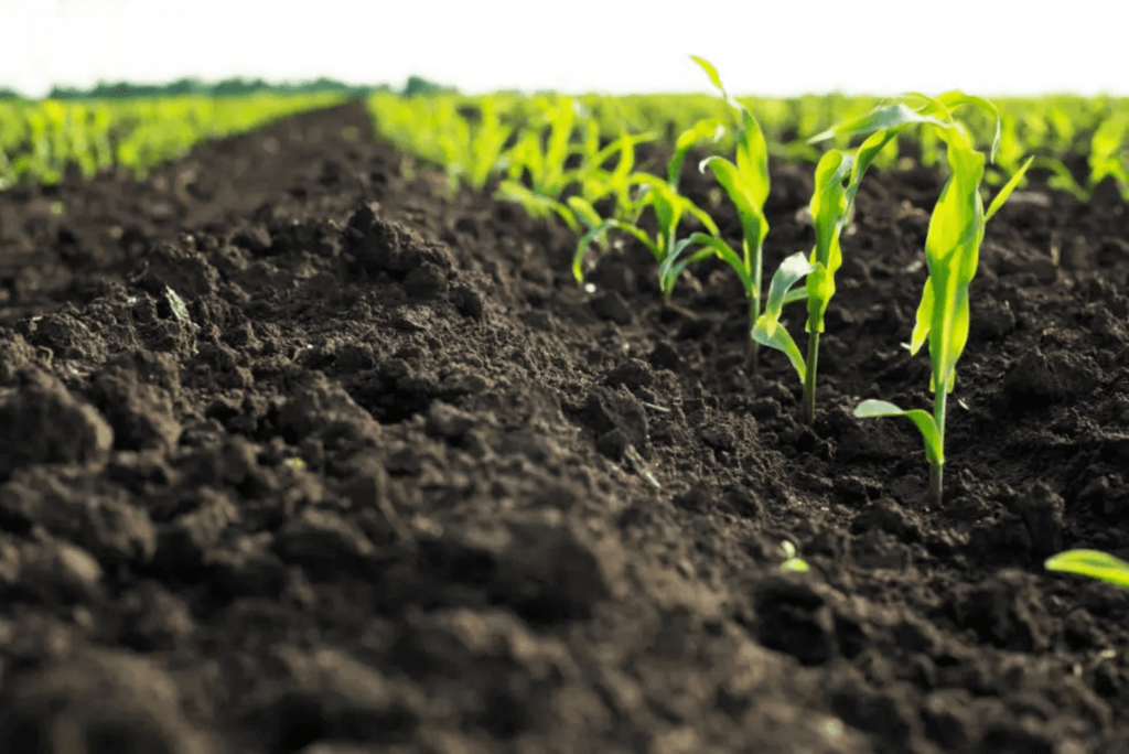Chega ao mercado primeiro fertilizante com tecnologia restauradora da biodiversidade do solo