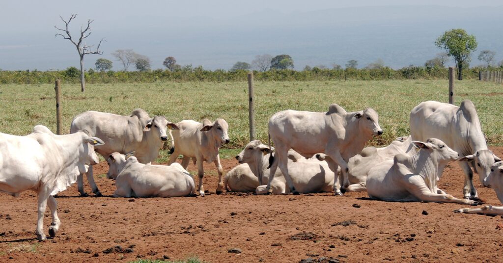 Manejo sanitário para janeiro - Destaque Rural