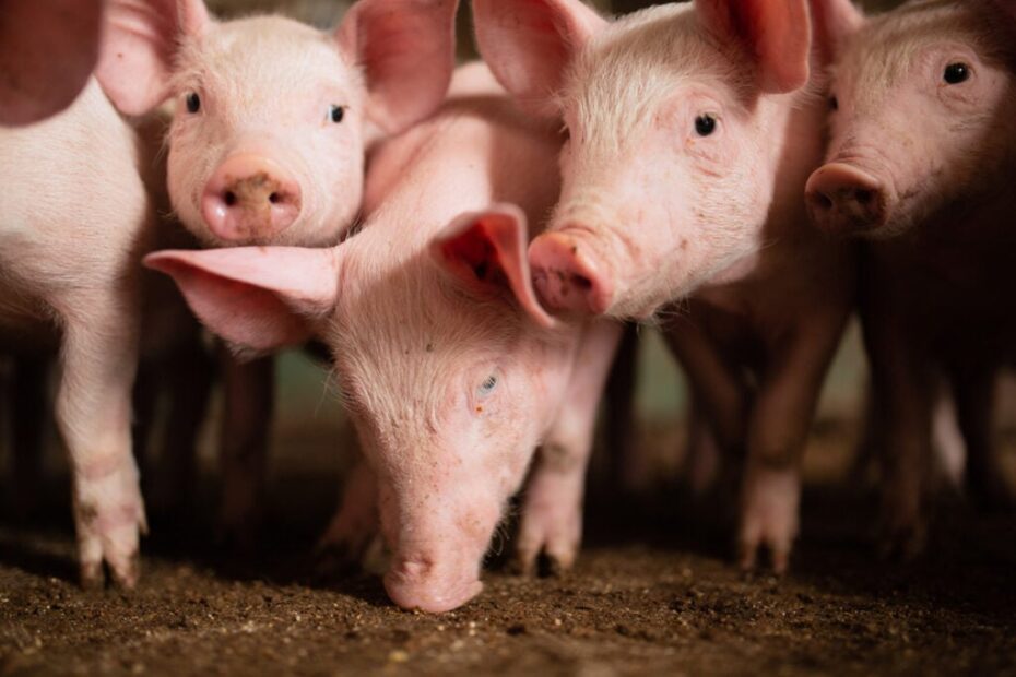 suinocultura, porco, suínos