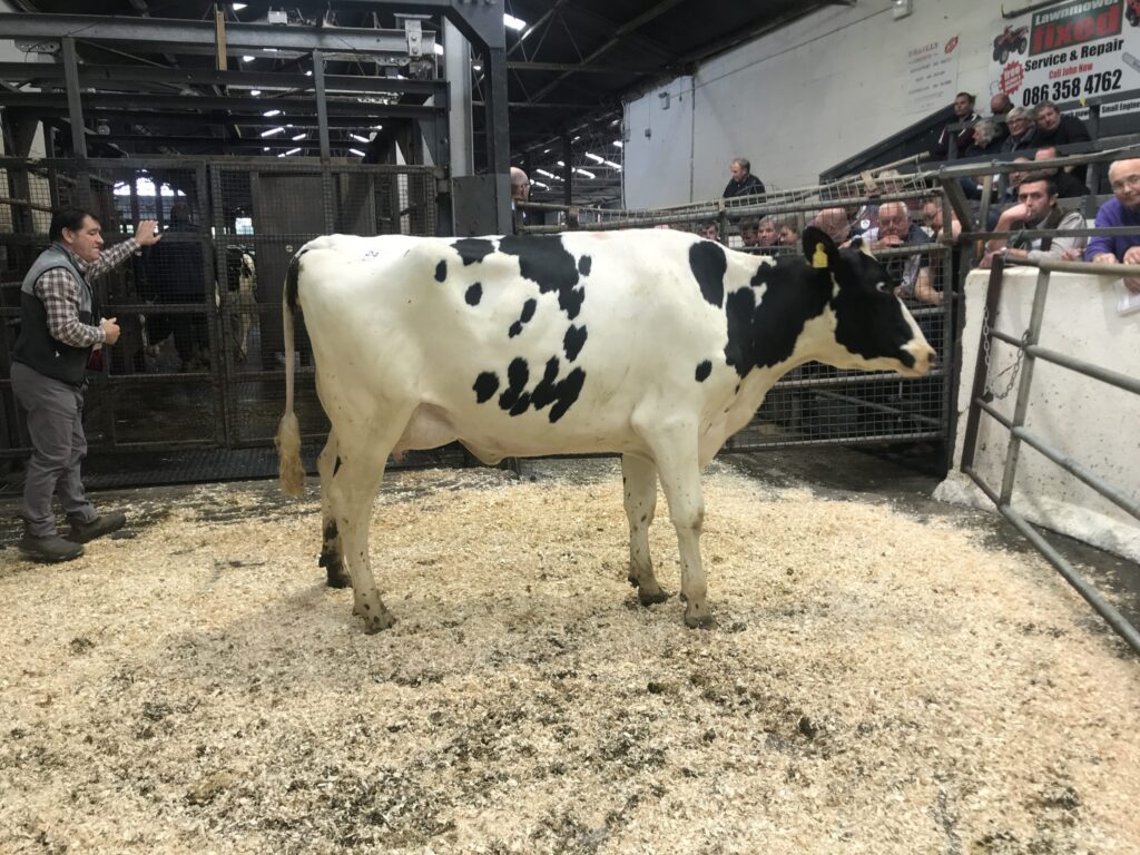 Taaffe Auctions dairy sale brings top price of 3500gns