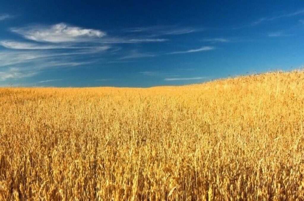 Mercado impulsiona produção de trigo que atinge novo recorde
