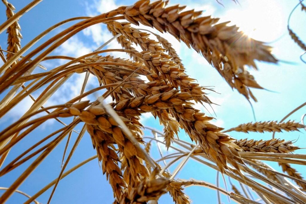Trigo: o segundo alimento mais consumido no mundo Cientistas dizem que trigo não é vilão da saúde humana