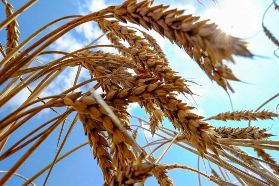 Exportação de trigo poderá atingir 280.715 toneladas
