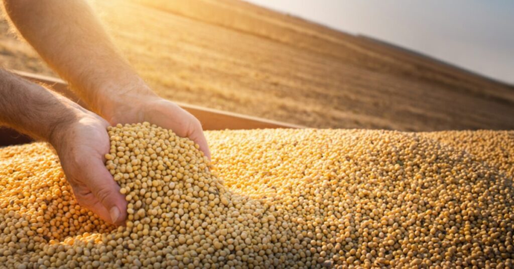 abiove mantem projecao de producao e esmagamento de soja para safra 2022 23 portal dbo 3