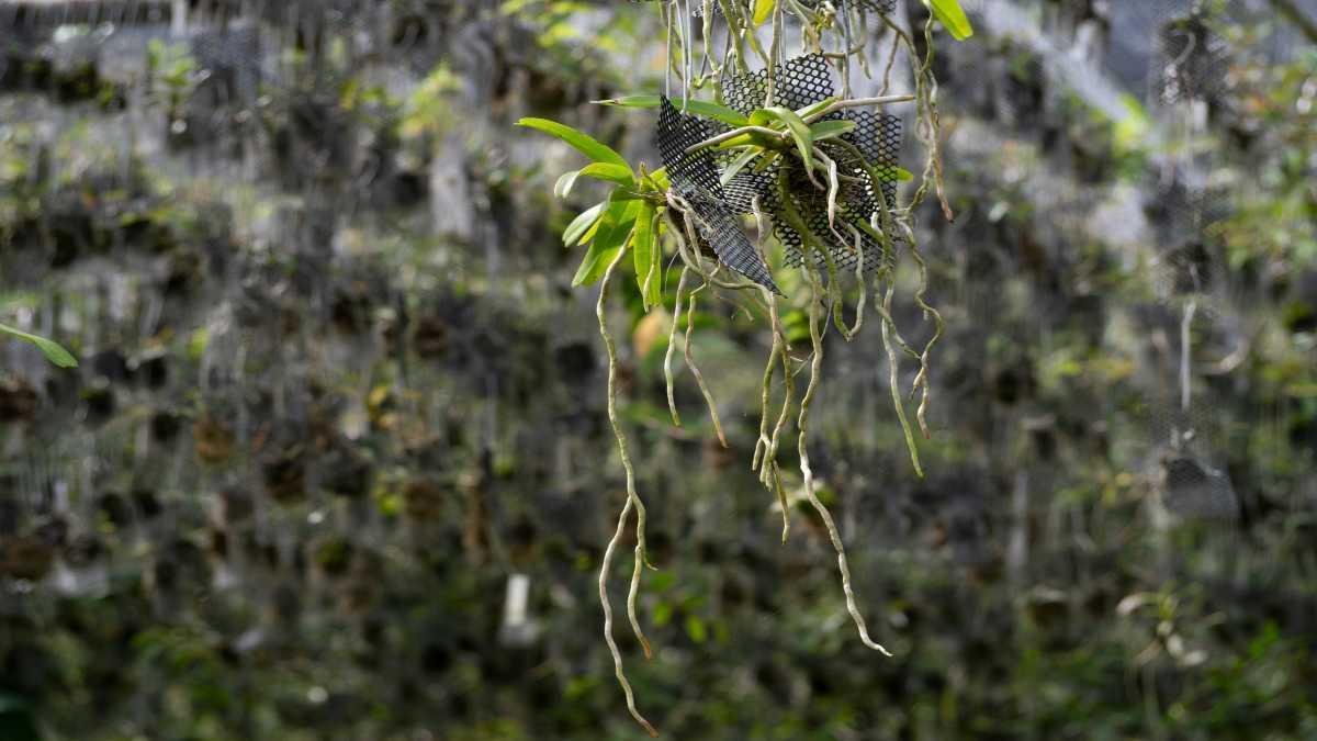 Aeroponia: o que é como funciona esse tipo de cultivo?