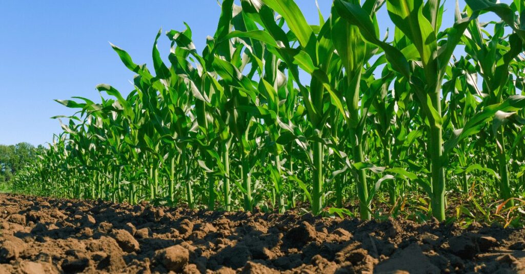 alemanha disponibiliza e 14 milhoes para reconstrucao da agricultura na ucrania portal dbo