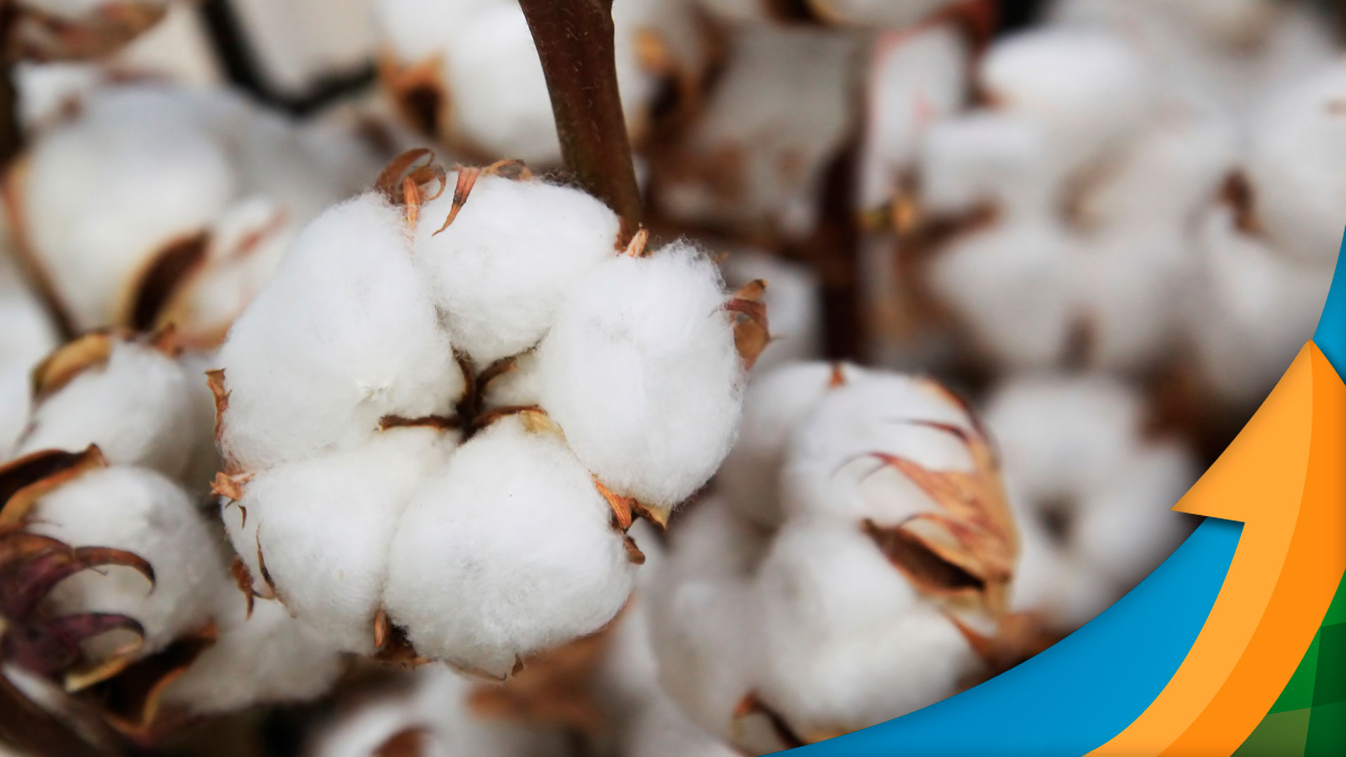 algodao mercado comeca nova semana ainda de olho nos ultimos relatorios do usda e da conab
