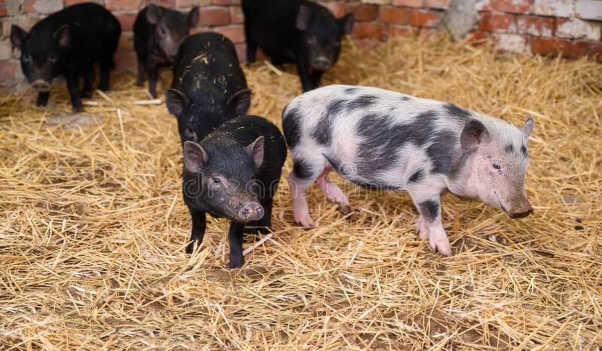 Alta na cotação do suíno vivo