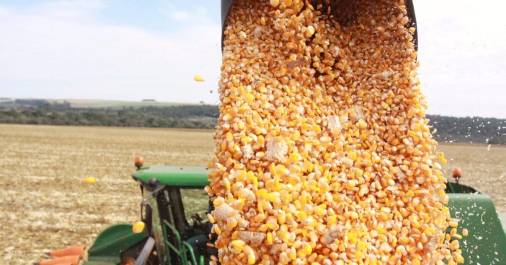 Anec prevê exportação de 5,431 milhões de t de milho em dezembro • Portal DBO 1 anec preve exportacao de 5431 milhoes de t de milho em dezembro portal dbo