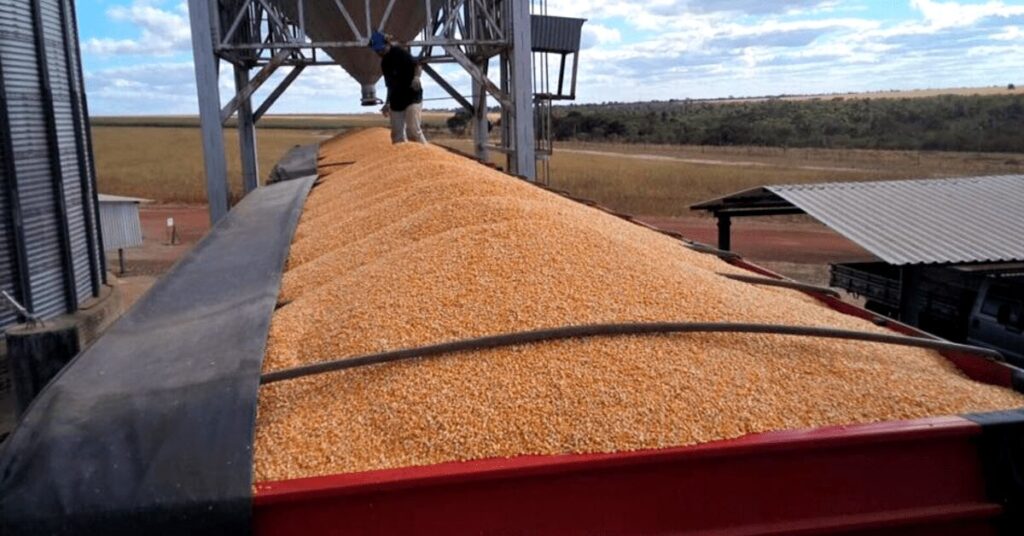 anec reduz previsao de exportacao de milho em dezembro para 6579 milhoes de t portal dbo