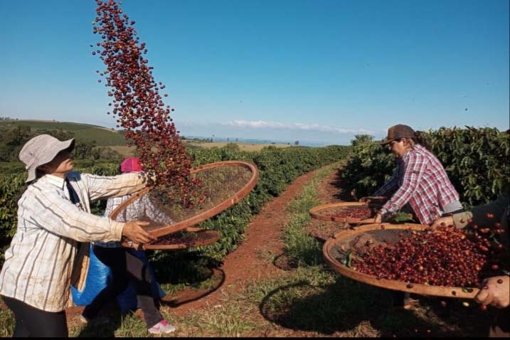 apos ano premiado mulheres transformam parana em celeiro do cafe especial