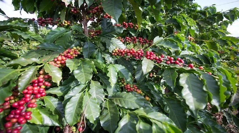 Aprovada realocação de R$ 93,2 milhões do Funcafé 1 aprovada realocacao de r 932 milhoes do funcafe 4