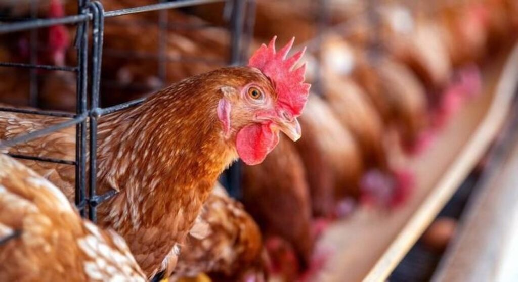 argentina redobra medidas de seguranca por conta da gripe aviaria 1