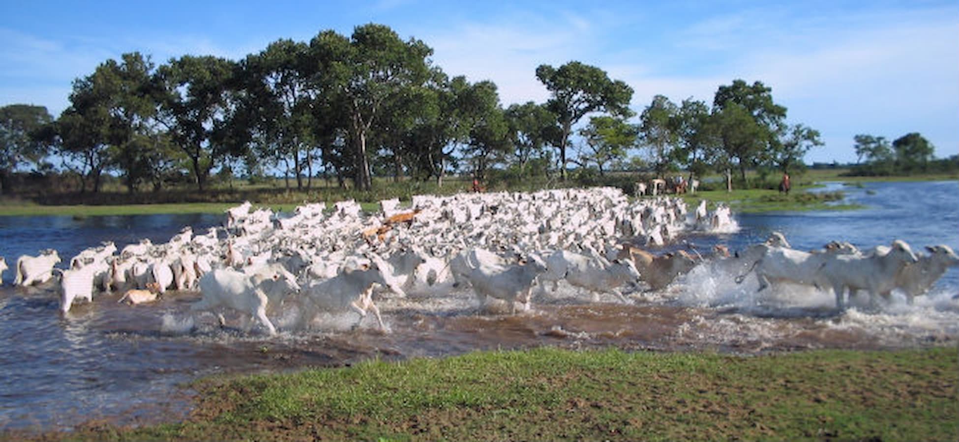 gado de corte, preço do boi, mercado pecuário, arroba do boi, agronegócio, exportação de carne, pecuária brasileira, tendências do mercado, demanda por carne, cotação do boi