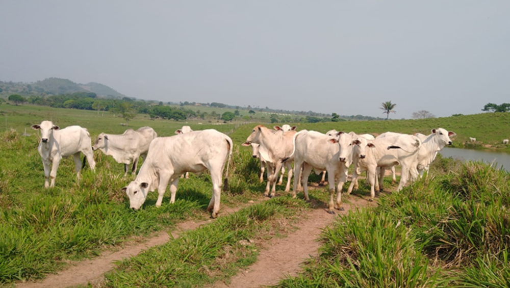 artigo sobre esg na pecuaria e destaque no o presente rural