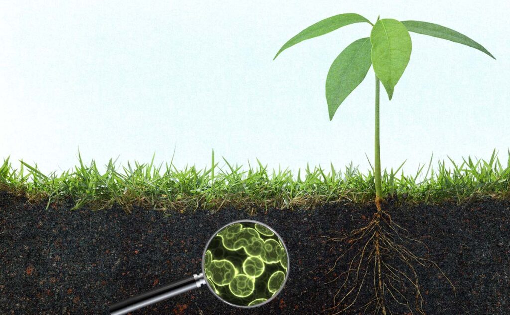 Saúde do solo e sequestro de carbono, o que tem a ver?