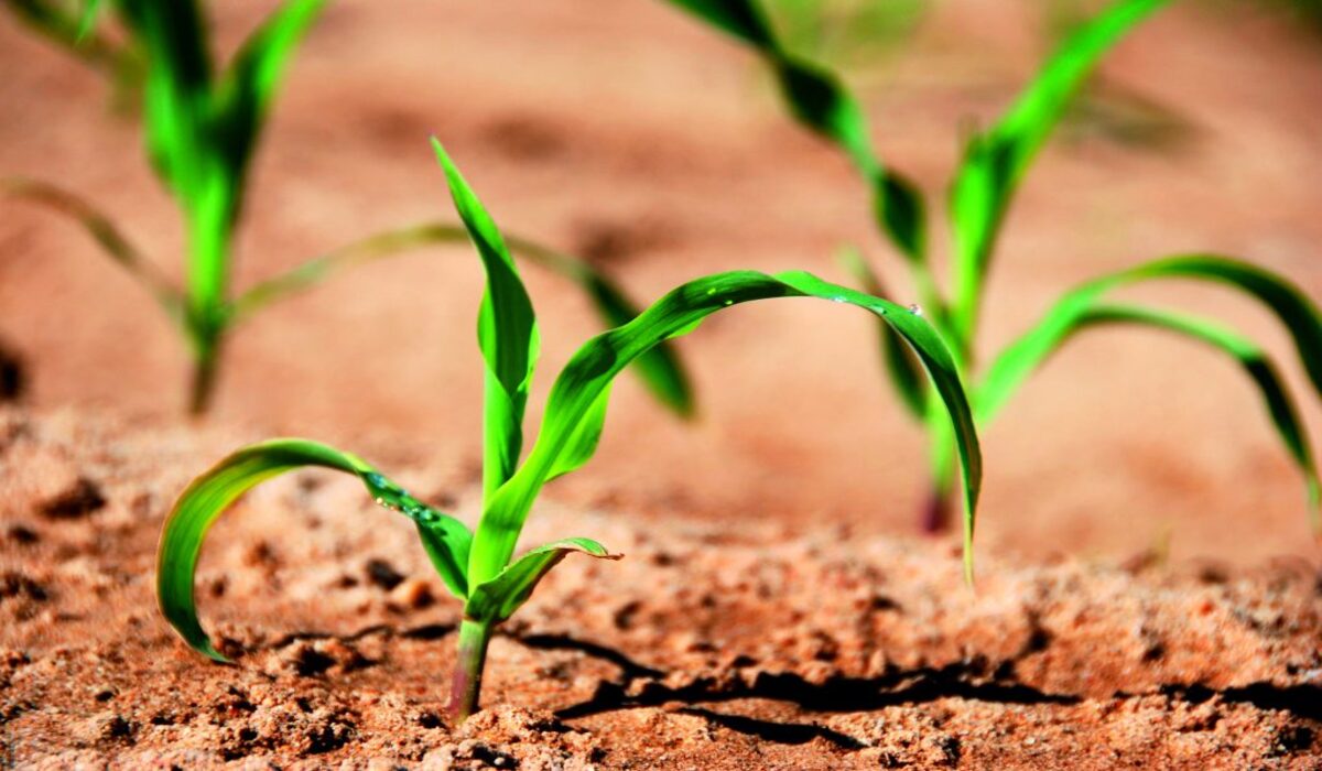 Bactérias boas para as plantas é descoberta no Brasil