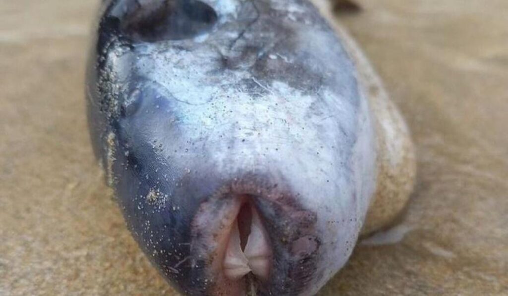 Peixe raro e venenoso capaz de matar 30 pessoas