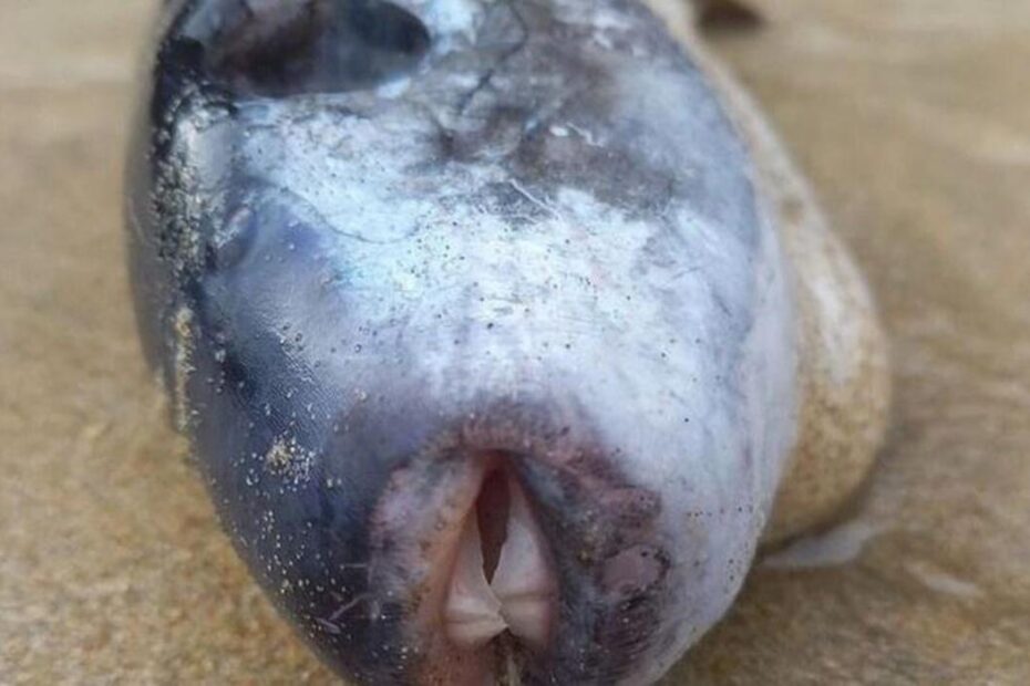 Peixe raro e venenoso capaz de matar 30 pessoas