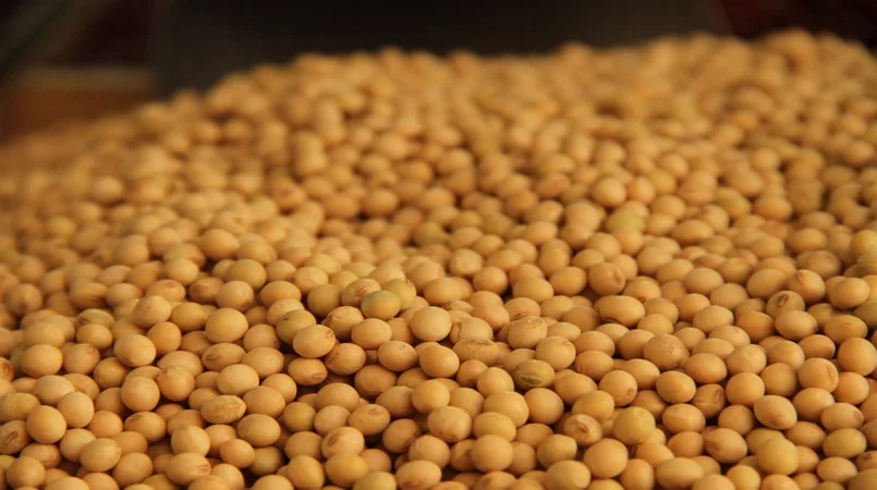 baixa demanda pressiona cotacoes internas da soja 1