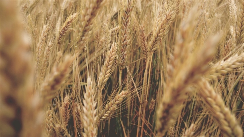 Baixas temperaturas ameaçam preço do trigo nos EUA