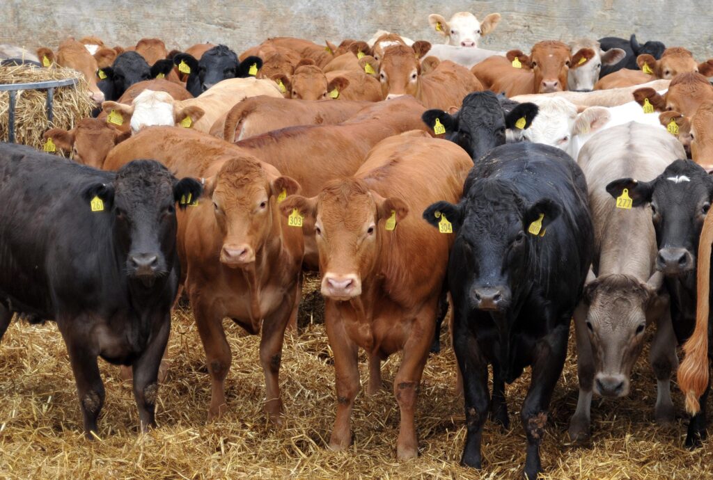 beef farmers are willing agents to drive sustainability 1