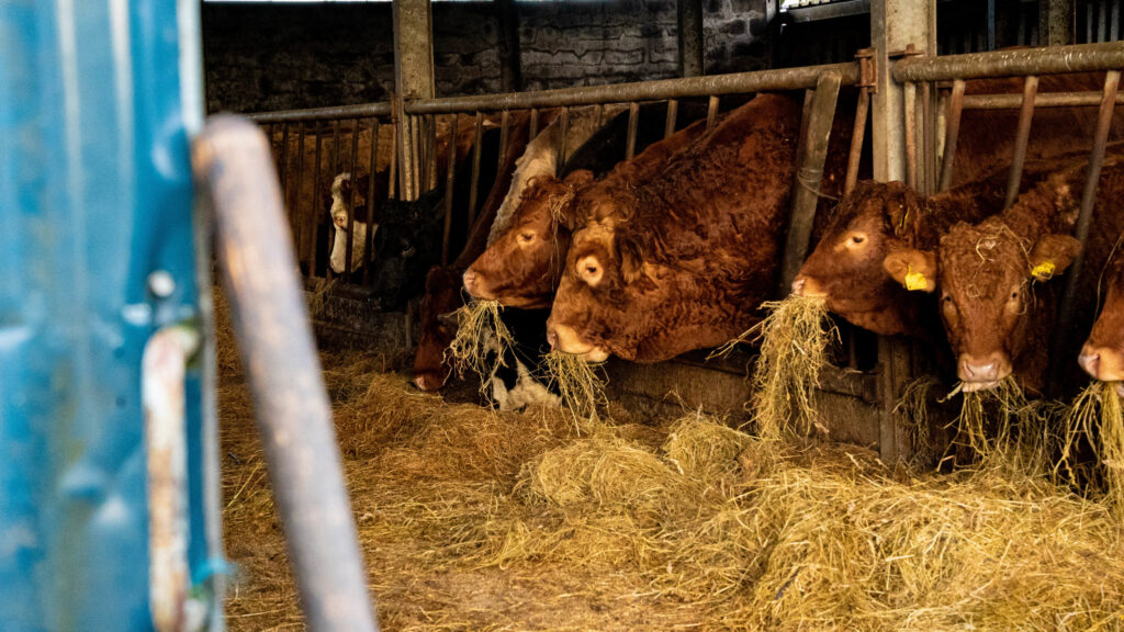 Beef prices move up but 'more in market' 14 beef prices move up but more in market 1