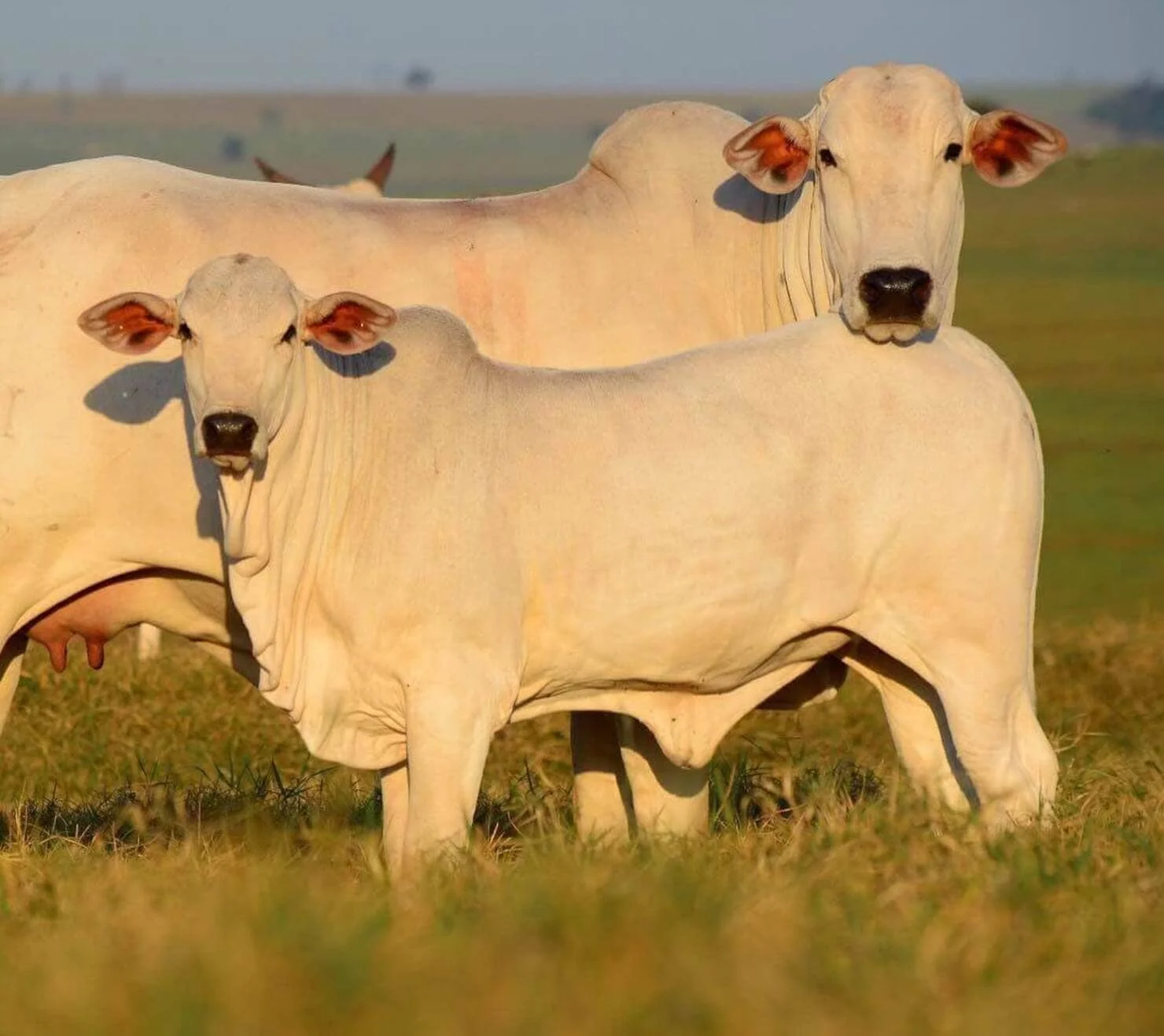 Veja pesquisa que mostra Nelore com alto ganho de peso bezerra