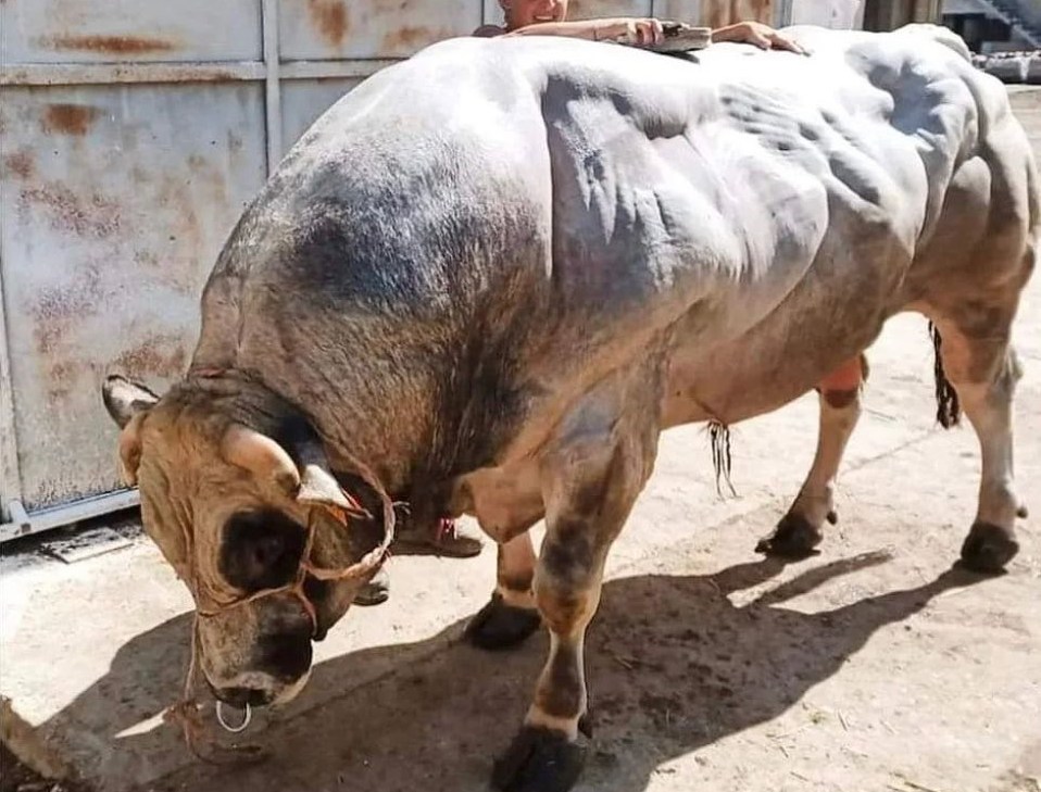 “Boi Bombado”, você sabe que raça é essa? Vídeo