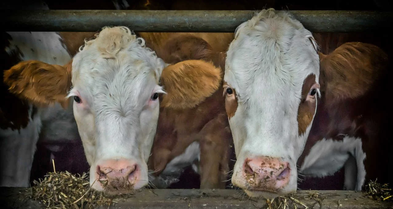 e não é que carne brasileira pode chegar aos EUA “maquilada” de mexicana – Money Times