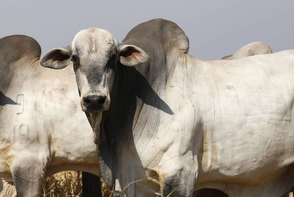 Boi gordo: alta em SP, saiba mais! 10 boi gordo alta em sp saiba mais