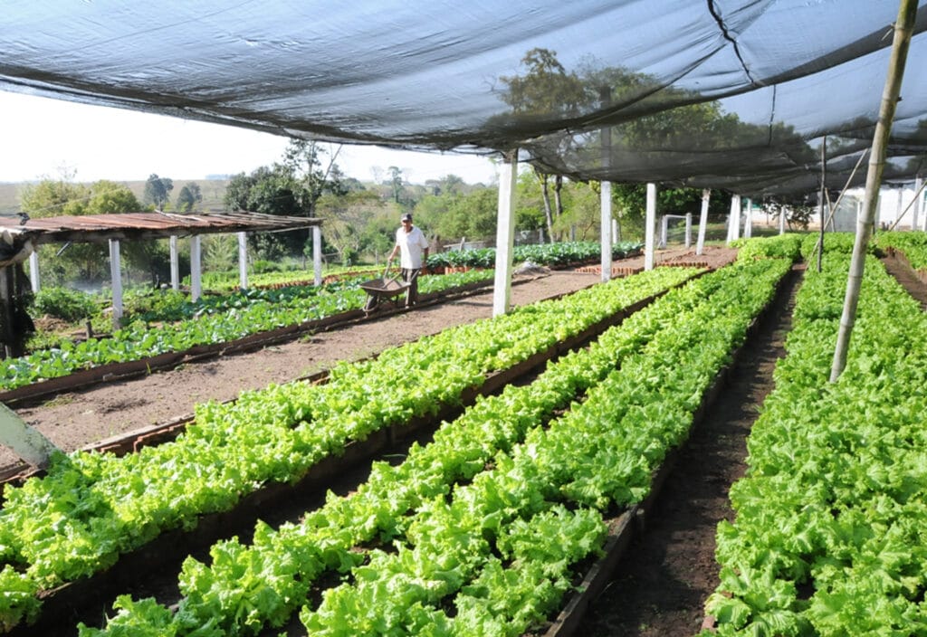 Paraná: líder nacional de produtores de orgânicos
