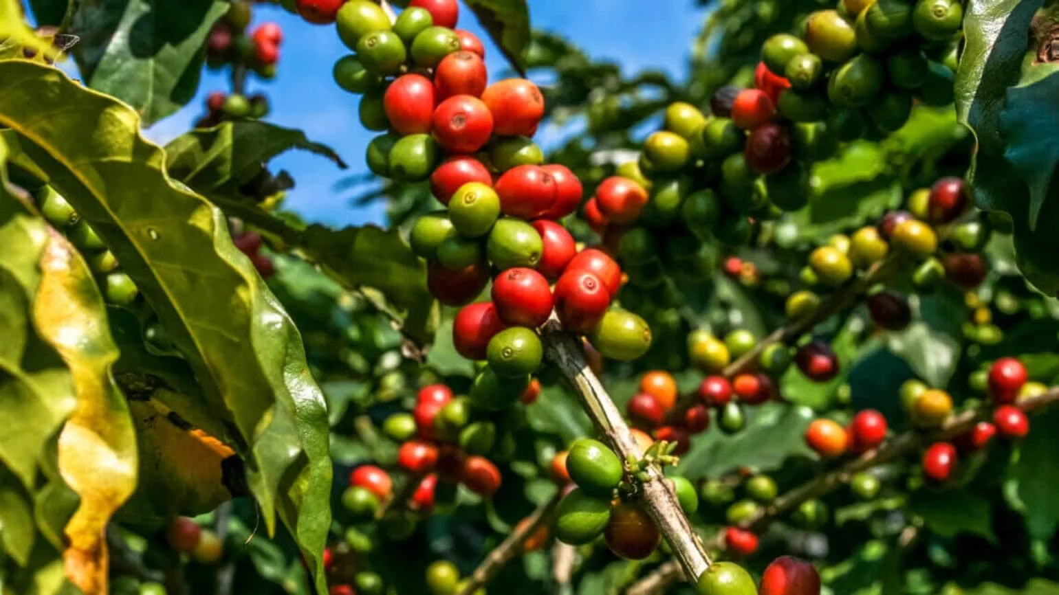 Brasil ainda tem espaço para ocupar no mercado de café 5 brasil ainda tem espaco para ocupar no mercado de cafe 1