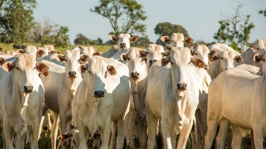 Pecuária brasileira se destaca no mercado internacional