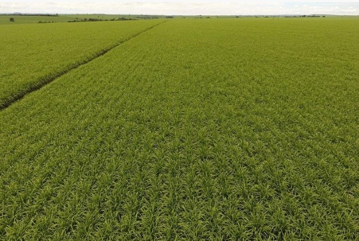 Caminhos da Maturação IHARA fará monitoramento, em tempo real, de indicadores de qualidade da cana