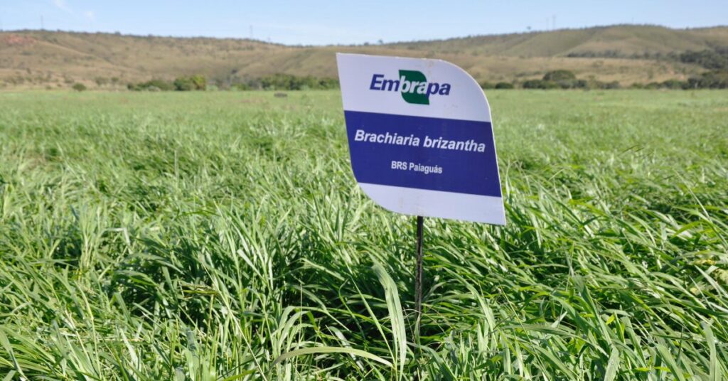 Governo sanciona lei que amplia meios de captação de recursos pela Embrapa • Portal DBO 2 capins para bovinocultura estao em vitrine na coopavel portal dbo 3