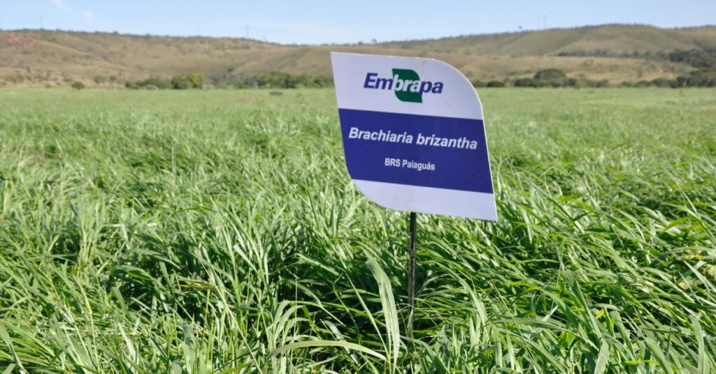capins para bovinocultura estao em vitrine na coopavel portal dbo 3
