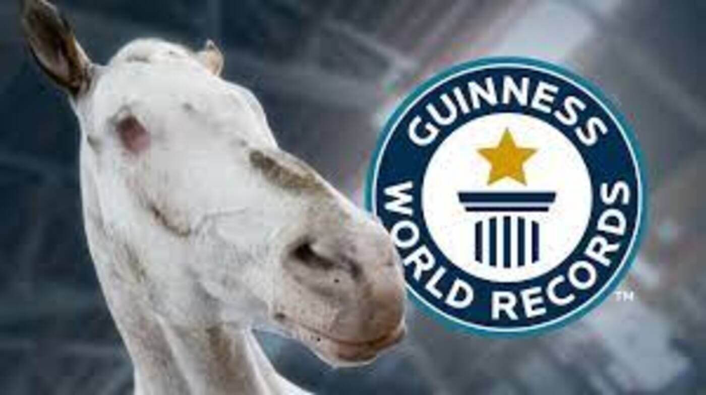 cavalo cego conquista tres recordes mundiais do guinness