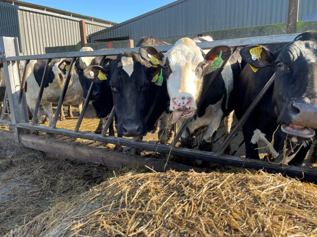 checking autumn calving cows ahead of breeding 1