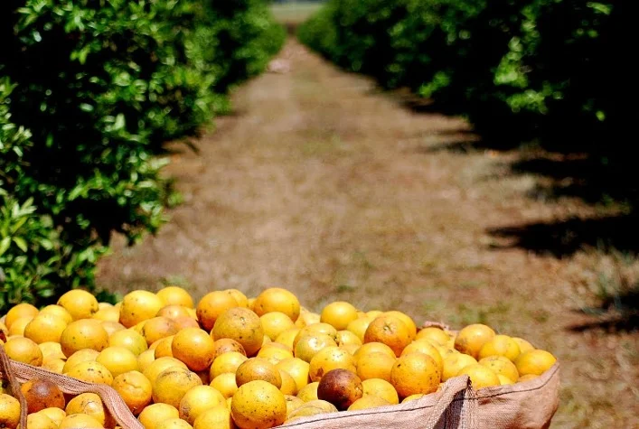 Citros: Vendas se aquecem, mas cotações seguem estáveis 5 citros vendas se aquecem mas cotacoes seguem estaveis 1