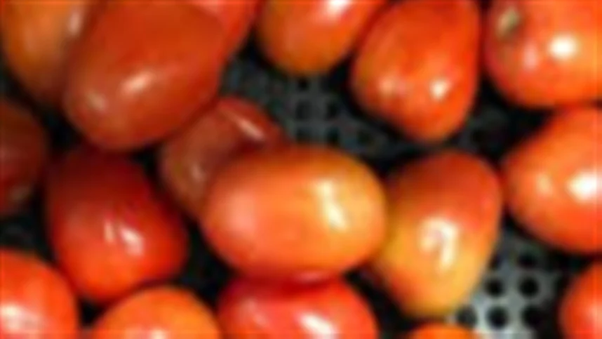 Classifcadoras facilitam a separação dos tomates "ruins" 4 Produção de tomate diminui por causa de nematoide