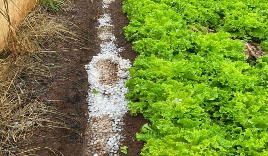 Como o granizo afeta as plantações? 2 Como o granizo afeta as plantações?