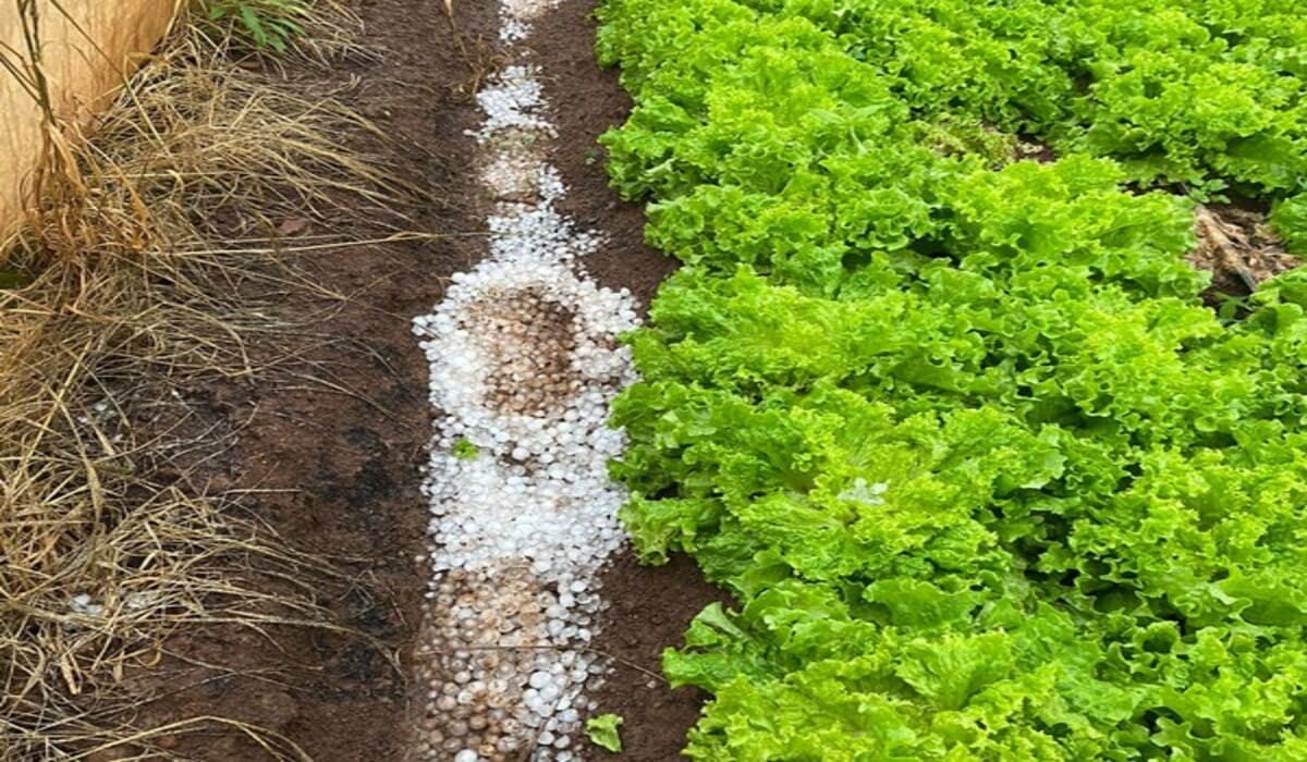 Como o granizo afeta as plantações?