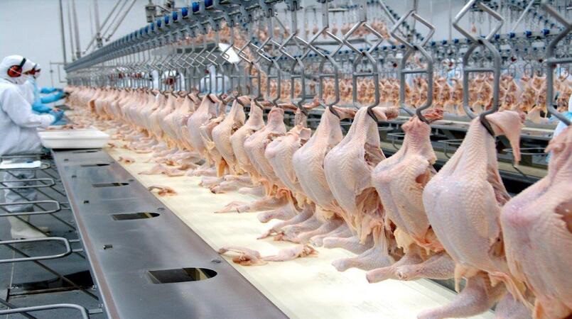 Competitividade de carne de frango cresce frente às concorrentes