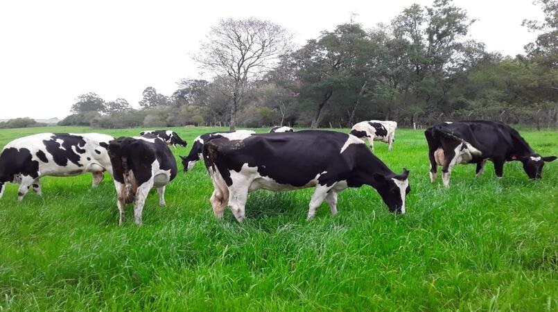 condicoes meteorologicas do verao 2022 2023 afetam producao de leite no rs