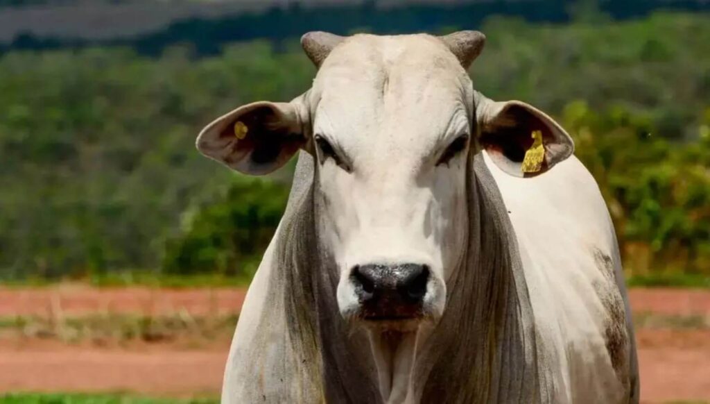 confira o fechamento do mercado hoje 1