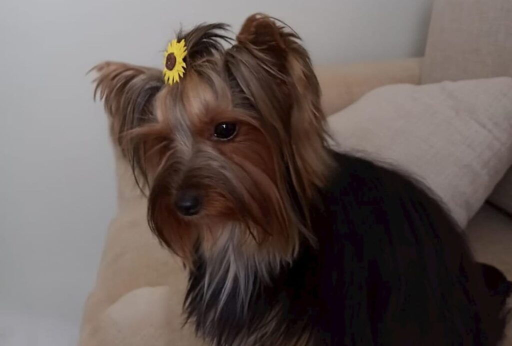 conheca as racas de cachorros consideradas antialergica