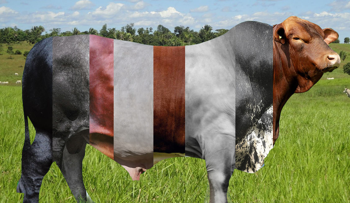 Conheça o gado geneticamente modificado