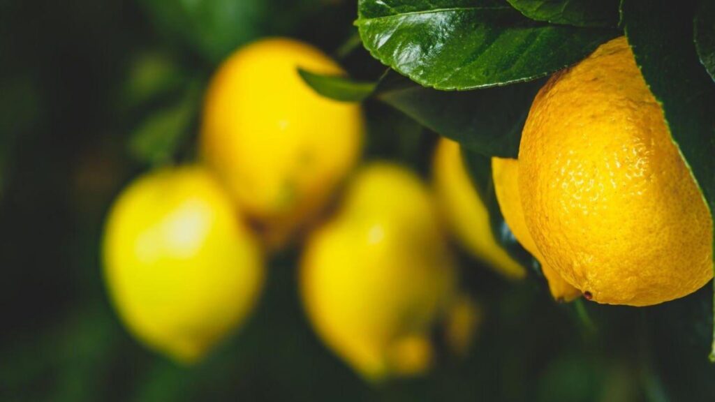 conheca os tipos de limoes mais populares no brasil 1